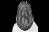 Flying Hollardops Trilobite - Great Eyes #70580-1